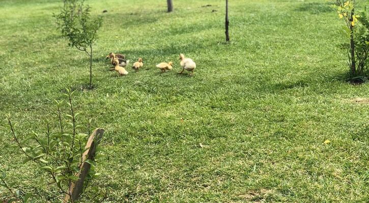 Grand Özgül Termal Tatil Köyü