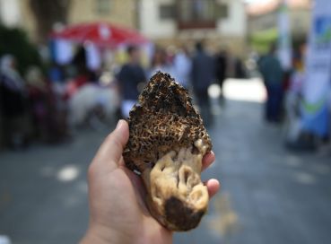 Fethiye Yeşil Üzümlü Kuzugöbeği Mantarı & Dastar Festivali