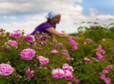 Isparta Gül Hasadı Festivali