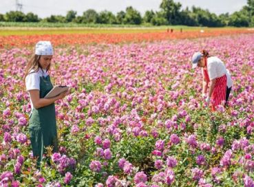 Isparta Gül Hasadı Festivali